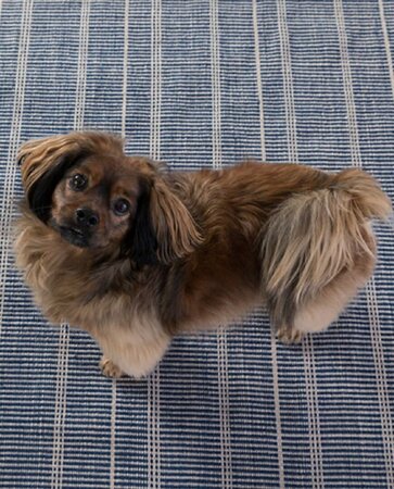 Dash And Albert Samson Grey Indoor/Outdoor Rug
