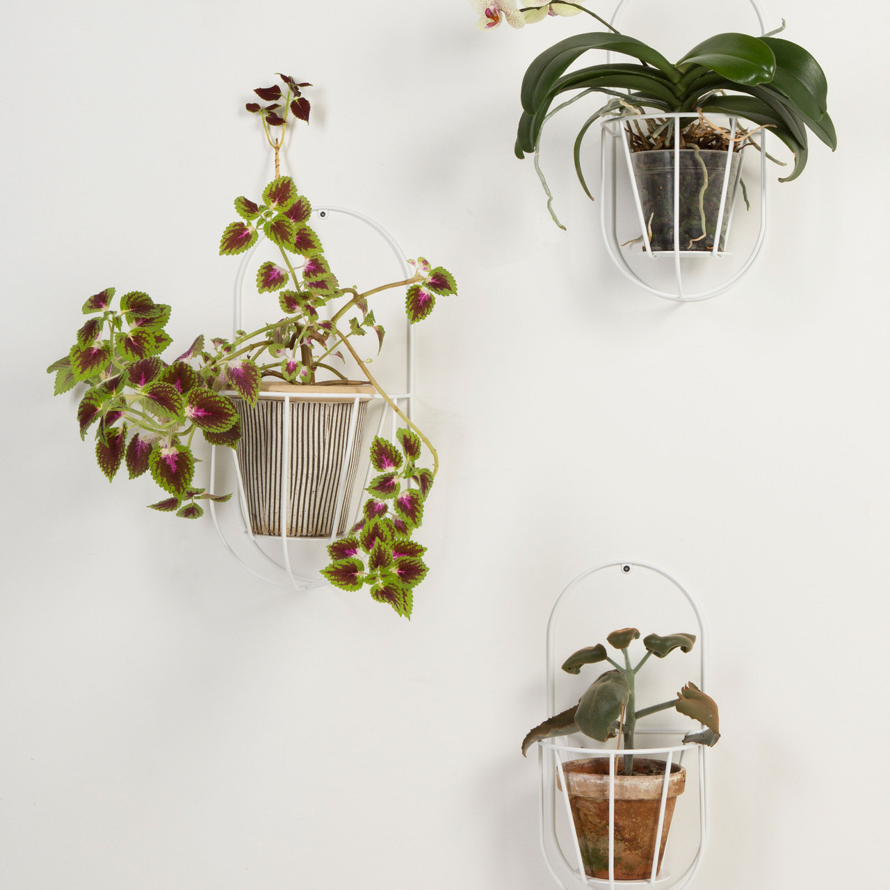 Ok Design Wand-Planzenhalter 'Cibele' 