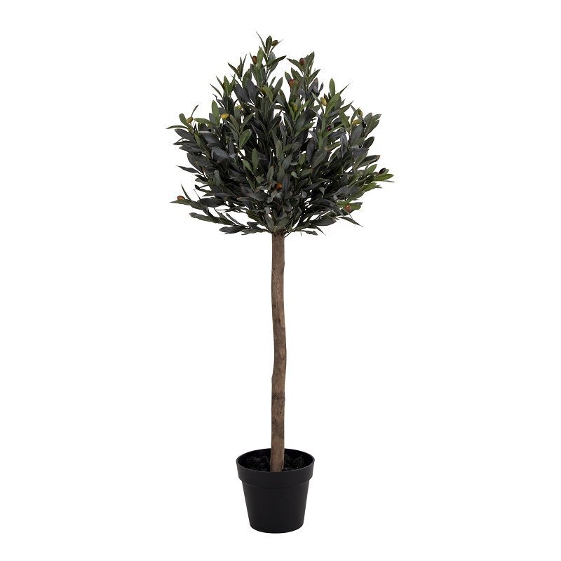 House N Olive Tree