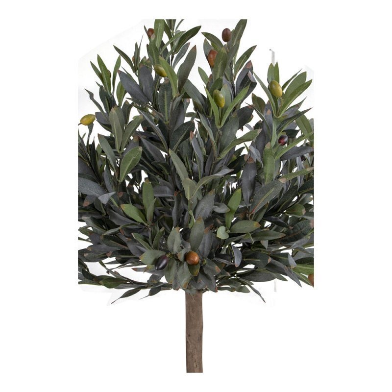 House N Olive Tree