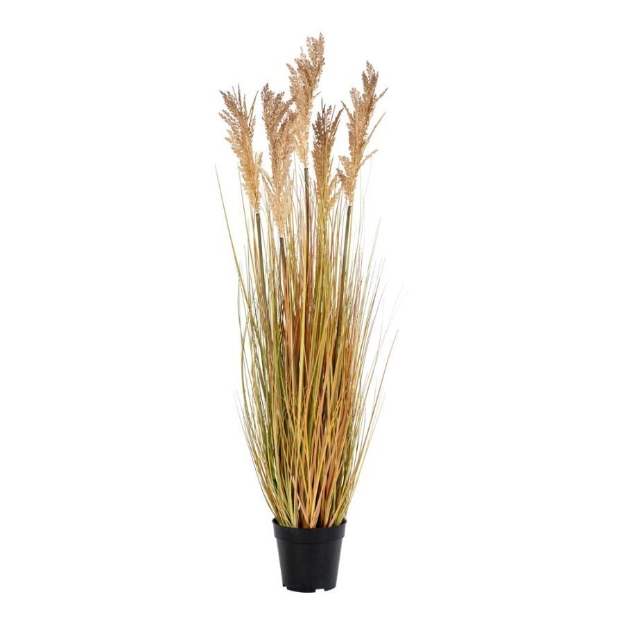 House N Sorghum Grass