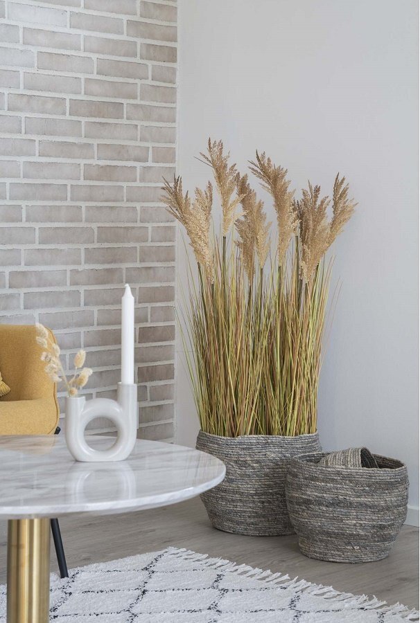 House N Sorghum Grass