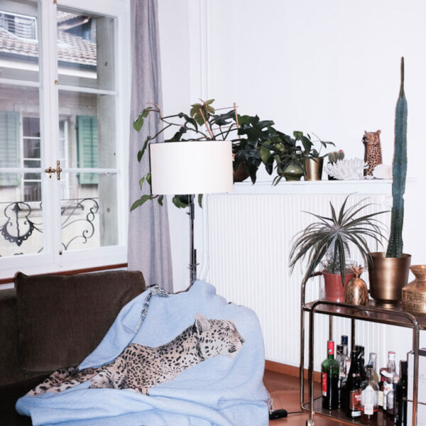 Schönste Decke Panthera