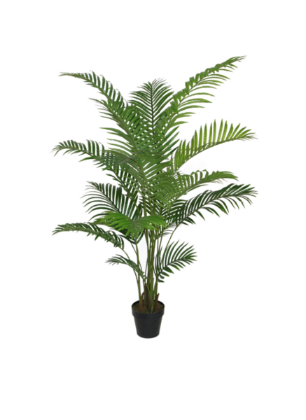 Maison N Areca Palm