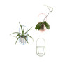 Ok Design Wand-Planzenhalter 'Cibele' 