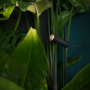 Marset Palosanto B 5/60 Tischleuchte - Schwarz