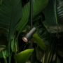 Marset Palosanto B 5/30 Tischleuchte