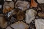 Dutchbone Agate Side Table