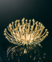 SP Light Pistillo - Gold