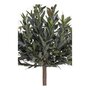 House N Olive Tree