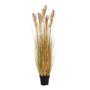 House N Sorghum Grass