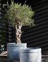 Serax Planter M Grey