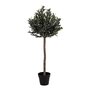House N Olive Tree